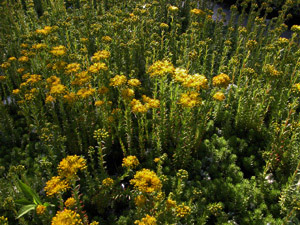 Vivers Càrex - Sedum rupestre 'Aureum' 